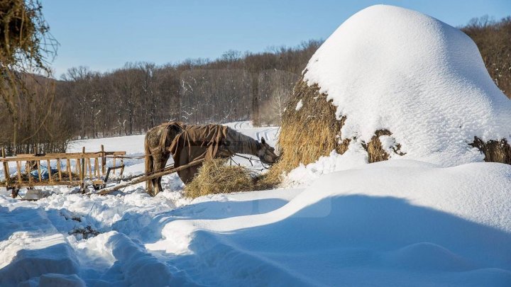 Pădurarii au grijă de animalele sălbatice: Tone de hrană, pregătite pentru viețuitoarele pădurii (FOTOREPORT)