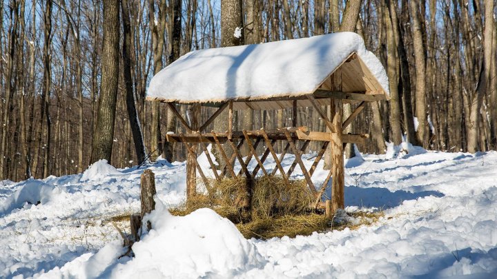 Pădurarii au grijă de animalele sălbatice: Tone de hrană, pregătite pentru viețuitoarele pădurii (FOTOREPORT)