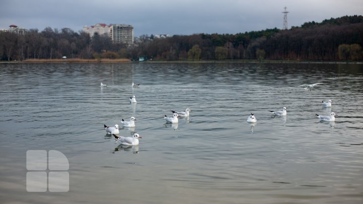 Primăvară la început de ianuarie. Câte grade vor fi joi în ţară