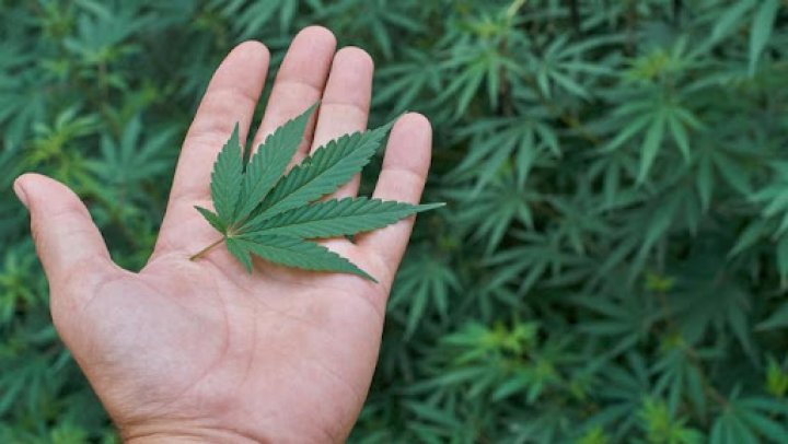 Malta este prima ţară din Europa care a legalizat cultivarea şi posesia de canabis pentru uz personal