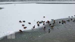 METEO. Ninsori în nordul şi centrul țării. Câte grade vom avea în termometre 