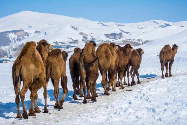 IMAGINI NEOBIȘNUITE! O caravană de cămile merge prin zăpadă în Turcia