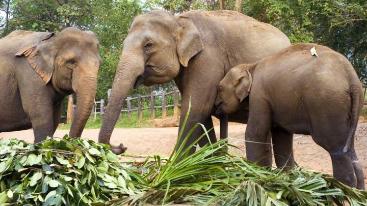 Tot mai mulți elefanți mor în Sri Lanka. Din cauza defrișărilor masive, animalele rămân fără hrană