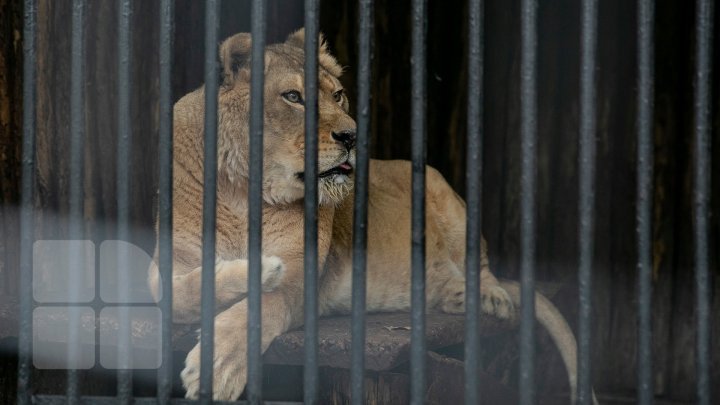 Vaccinare experimentală anti-COVID la o grădină zoologică din Santiago de Chile