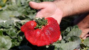 O familie de agricultori a doborât recordul pentru cea mai mare căpșună din lume