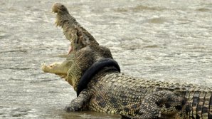 Un crocodil care a trăit 6 ani cu un cauciuc pe gât a fost eliberat