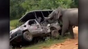 Un elefant a atacat două mașini într-un parc național din Sri Lanka