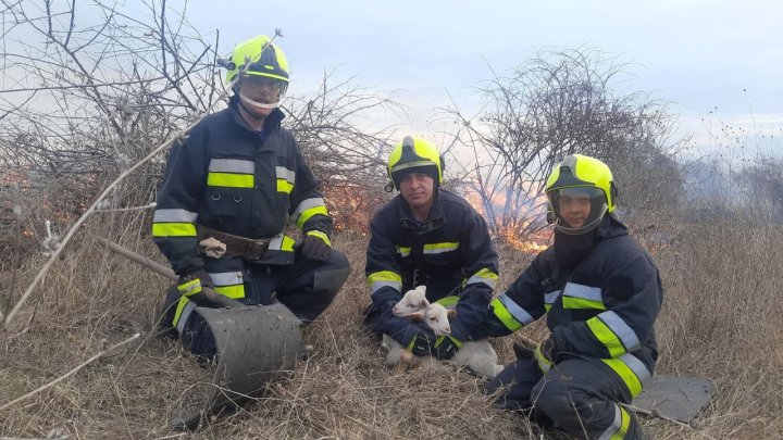 Peste treizeci de incendii de vegetație au fost stinse de pompieri în ultimele 24 de ore (FOTO, VIDEO)