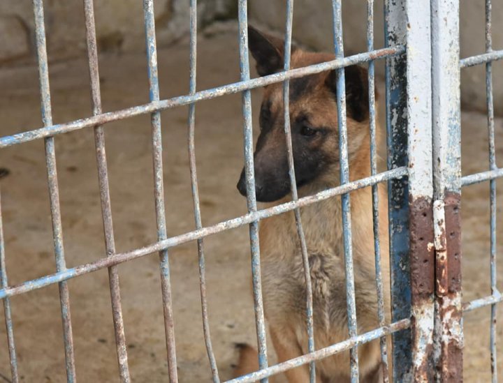 Gest de omenie pe timp de război! Poliția Națională a primit 24 de câini de la o crescătorie din Odesa, pentru a le oferi siguranță (FOTO)