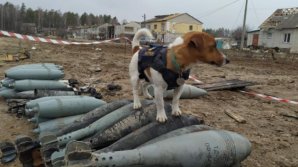 Câinele pirotehniștilor din Cernihiv a descoperit 90 de bombe rusești și a devenit erou pe internet