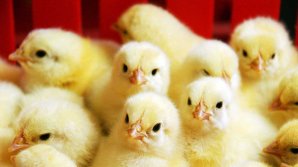 Prețuri exagerate la Piața Avicolă din Capitală. Oamenii nu se grăbesc să cumpere pui de păsări