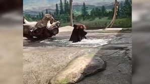 Moment HAIOS la ZOO din Odesa. Un urs se răcorește făcând baie. Imginile au devenit virale (VIDEO)