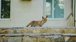 La sediul Poliţiei de Frontieră şi-a făcut apariţia o vulpe (VIDEO)