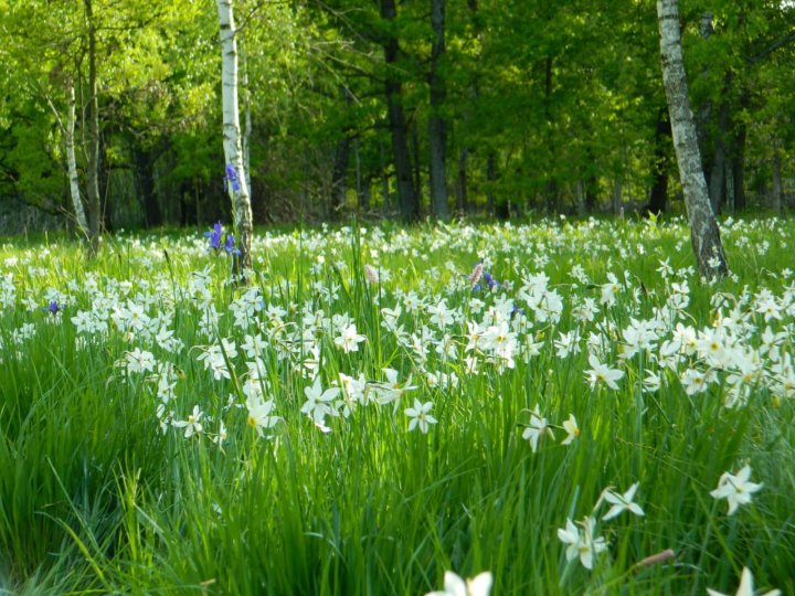 PARADIS FLORAL! Cea mai mare poiană cu narcise din Europa, Dumbrava Vadului, deschisă din nou, după doi ani de pauză