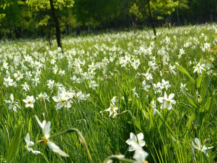 PARADIS FLORAL! Cea mai mare poiană cu narcise din Europa, Dumbrava Vadului, deschisă din nou, după doi ani de pauză