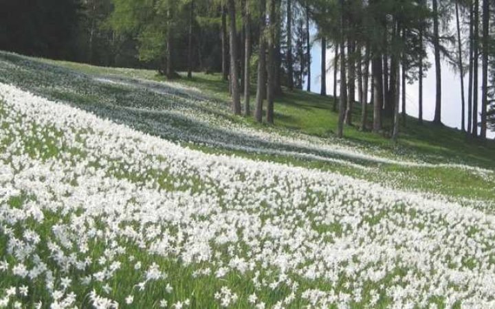 PARADIS FLORAL! Cea mai mare poiană cu narcise din Europa, Dumbrava Vadului, deschisă din nou, după doi ani de pauză