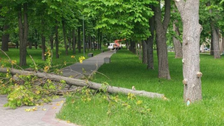 PERICOL pentru cetățeni! Un alt copac a căzut în apropiere de trecători în parcul Alunelul 