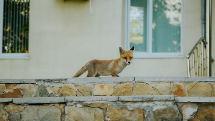 La sediul Poliţiei de Frontieră şi-a făcut apariţia o vulpe (VIDEO)