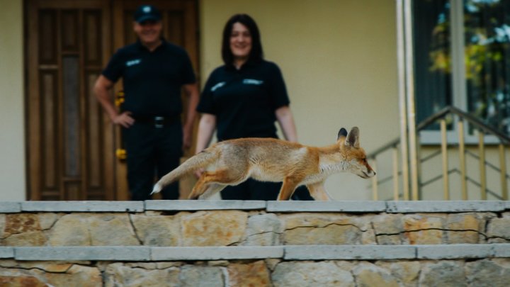 La sediul Poliţiei de Frontieră şi-a făcut apariţia o vulpe (VIDEO)