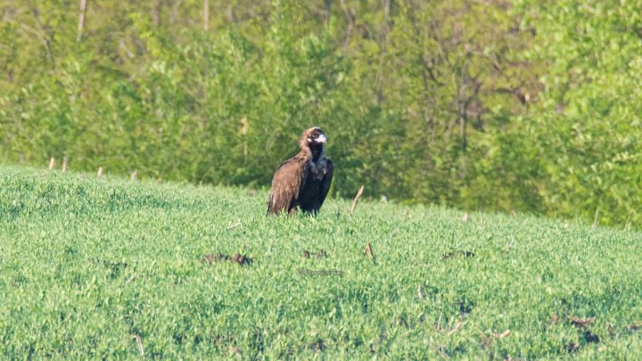 Djuranlyi, vulturul negru care a vizitat Moldova în luna februarie, a ajuns din nou în țara noastră (FOTO)