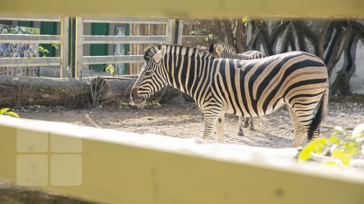 Grădina Zoologică din Chișinău a marcat 44 de ani de la fondare (FOTO)