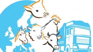 ANSA restricționează transportul național și internațional de animale vii 