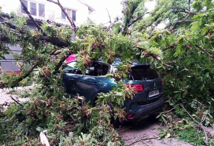 Un bărbat, BLOCAT sub un arbore doborât de vânt pe o stradă din Capitală (FOTO) 