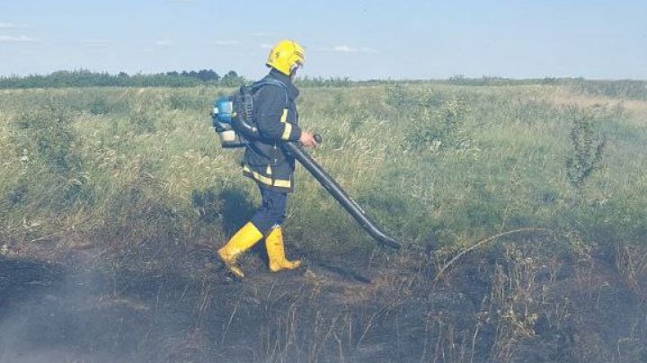 Pui de căprioară, salvat de pompieri. Ce s-a întâmplat cu animalul de numai câteva zile