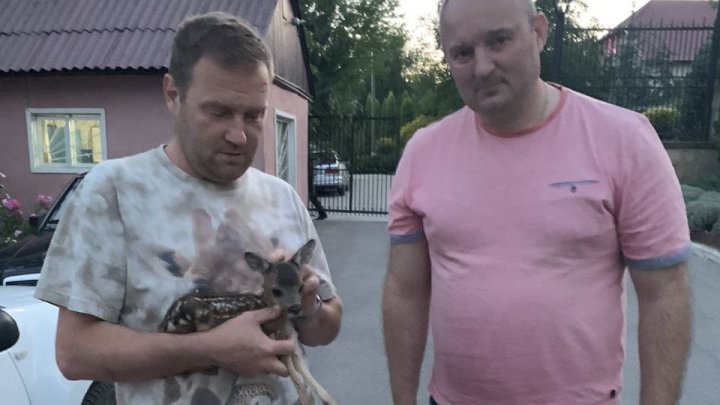 Pui de căprioară, salvat de pompieri. Ce s-a întâmplat cu animalul de numai câteva zile