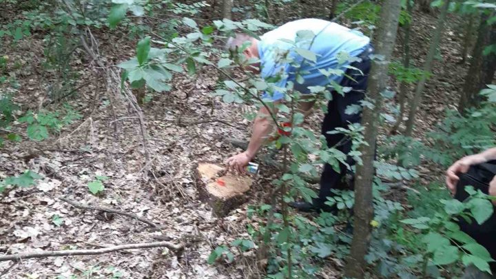 Mai mulți arbori au fost tăiați ilegal. S-a întâmplat la Telenești și Fălești 