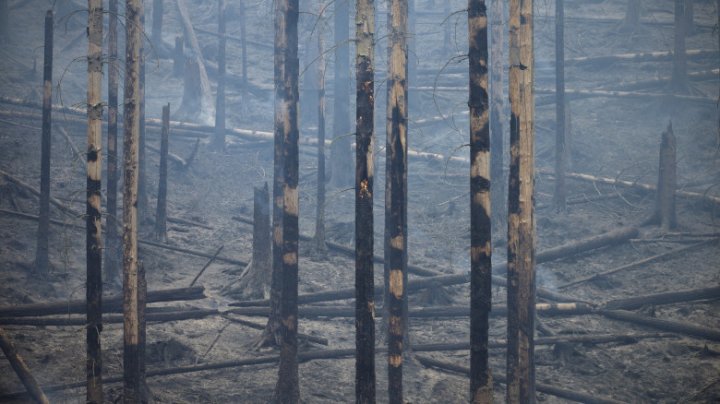 Incendiul declanşat într-un parc naţional din Republica Cehă s-a extins şi acoperă 1.000 de hectare