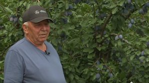 Primele prune timpurii recoltate în Republica Moldova au ajuns pe pieţele din ţările UE