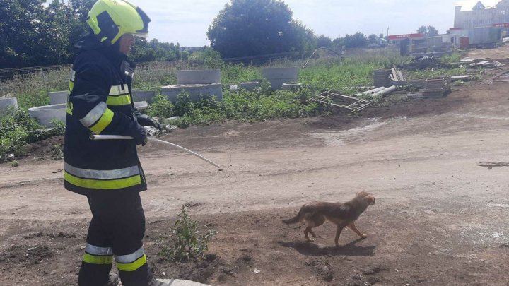 Misiune de salvare la Ștefan Vodă. Angajații IGSU au scos un animal dintr-o gură de canalizare