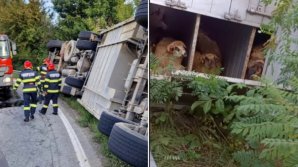 Un camion care transporta sute de oi s-a răsturnat în județul Vrancea. Șoferul, internat iar mai multe animale, găsite moarte