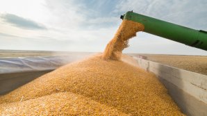 Ministerul Agriculturii vrea să interzică pentru o perioadă importul de cereale din Ucraina