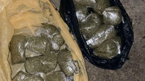 Trei bărbați, reținuți pentru creșterea și vânzarea marijuanei: Unul dintre suspecți a fost condamnat anterior pentru comercializarea de droguri