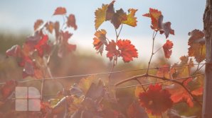 Avertizare meteo: Înghețuri de până la minus 3 grade Celsius  