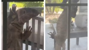 Șopârlă uriașă filmată în timp ce se cațără pe fereastra unei case din Florida (VIDEO)