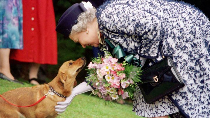 Ce se întâmplă cu câinii reginei după moartea suveranei? Corgii regali aveau bucătar propriu și li se schimbau așternuturile zilnic 