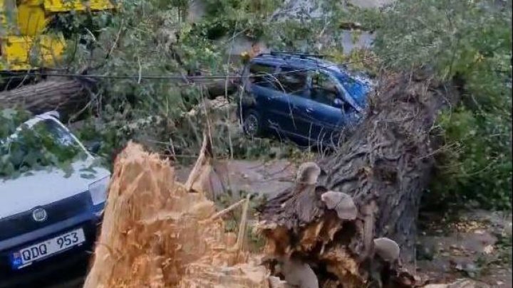 Vântul a făcut ravagii în curtea unui bloc din Capitală. Un copac s-a prăbușit peste două mașini (FOTO/VIDEO)