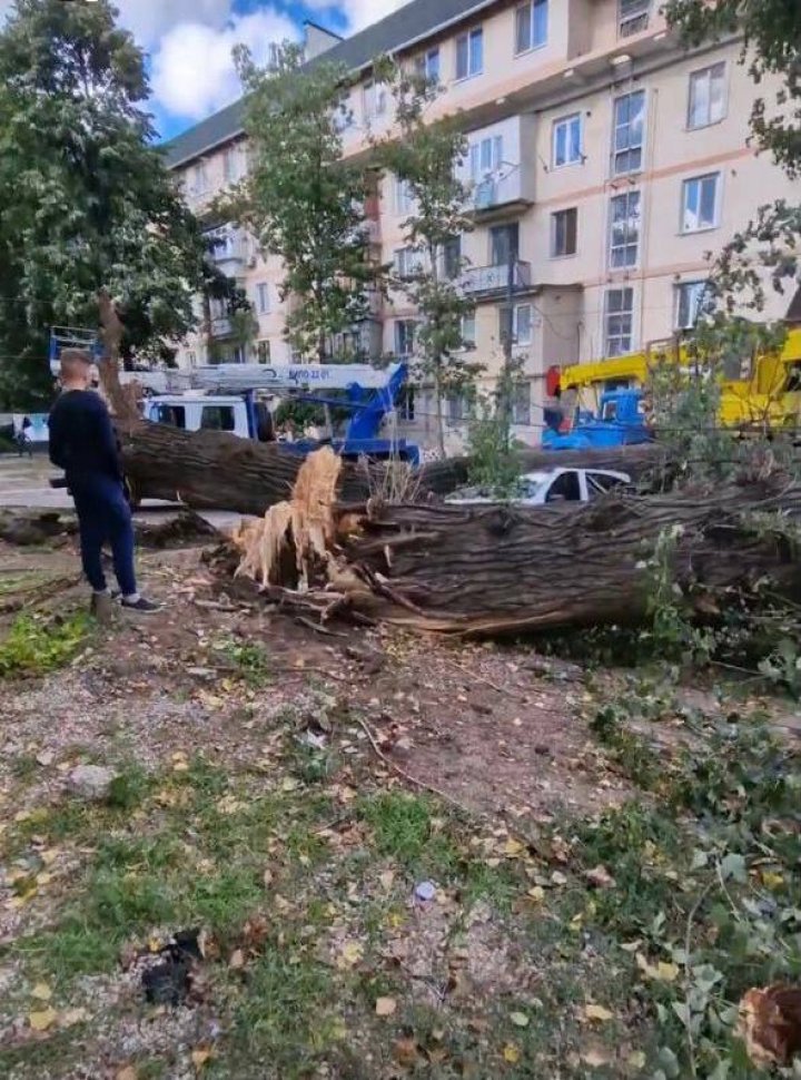 Vântul a făcut ravagii în curtea unui bloc din Capitală. Un copac s-a prăbușit peste două mașini (FOTO/VIDEO)