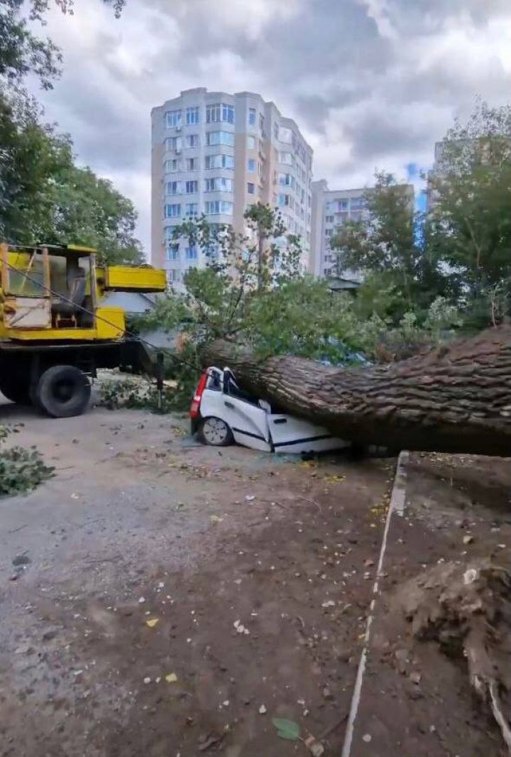 Vântul a făcut ravagii în curtea unui bloc din Capitală. Un copac s-a prăbușit peste două mașini (FOTO/VIDEO)