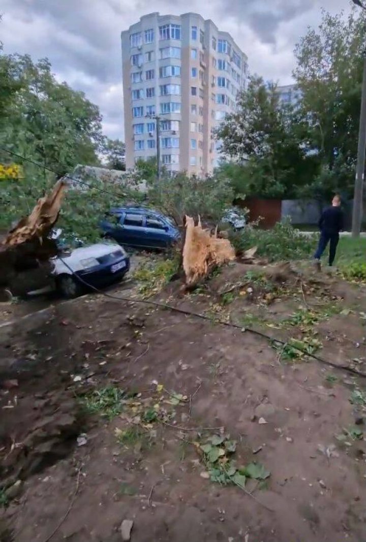 Vântul a făcut ravagii în curtea unui bloc din Capitală. Un copac s-a prăbușit peste două mașini (FOTO/VIDEO)