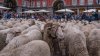 Mii de oi au blocat centrul Madridului: Nu am văzut niciodată așa ceva