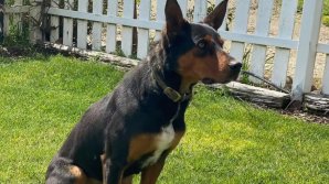 Un câine ciobănesc, vândut la licitație cu suma record de 49.000 de dolari. De ce este atât de special