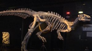 Dinozaur, scos la licitație. Valoarea fosilei ar fi de sute de mii de euro