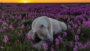 Imagini uimitoare cu urși polari într-un câmp de lavandă, în Canada (FOTO)