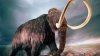 Un dinte de mamut, de o vechime de zeci de mii de ani, descoperit în România (FOTO)