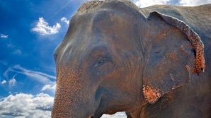 Peste 200 de elefanţi au murit în Kenya. Țara se confruntă cu cea mai puternică secetă din ultimii 40 de ani