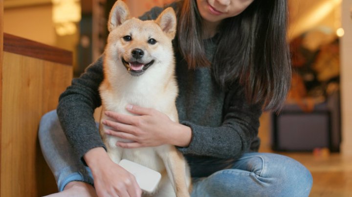 O modalitate de a îmbunătăţi productivitatea şi bunăstarea angajaţilor. Japonezii au voie să vină la birou cu animalele lor de companie